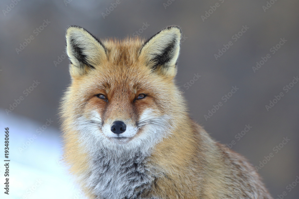 Fototapeta premium Red fox into the snow