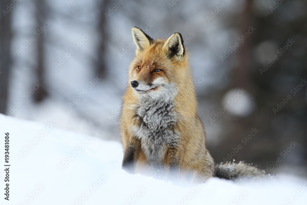 Fototapeta premium Red fox into the snow