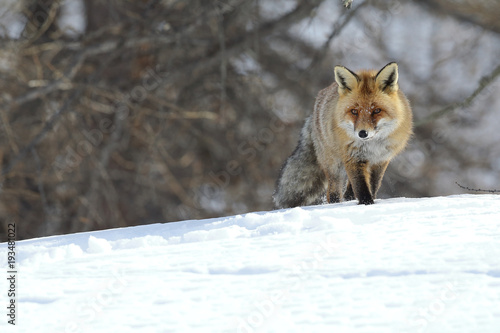 Red fox into the snow