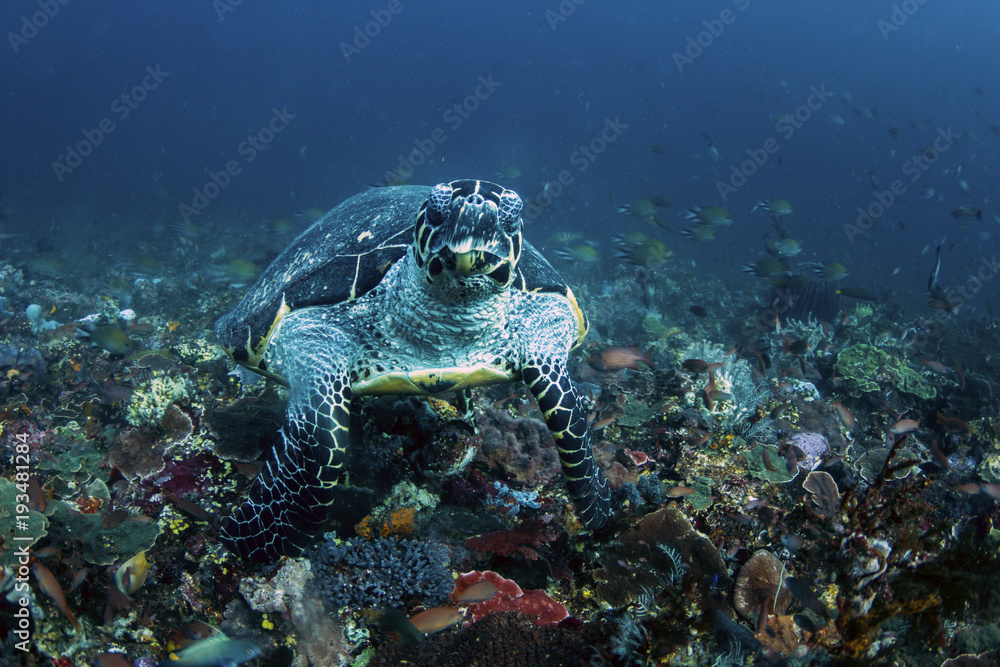 Obraz premium Underwater sea turtle