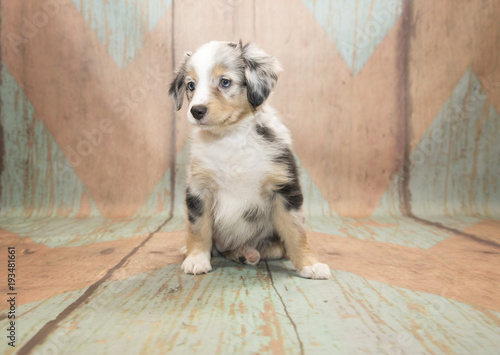 Miniature Australian Shepherd with blue and tan patterned wood background 