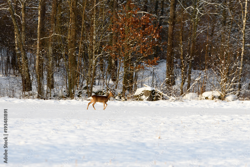 Fototapeta premium European roe deer (Capreolus capreolus) on a snow covered field with forest behind.