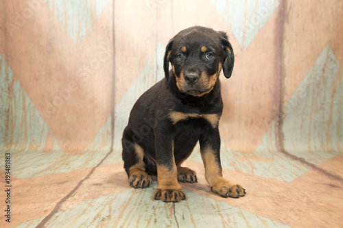 Rottweiler with blue and tan patterned wood background 