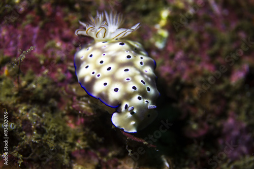 Bright and Colorful Tropical Nudibranch from Komodo Islands in Indonesia