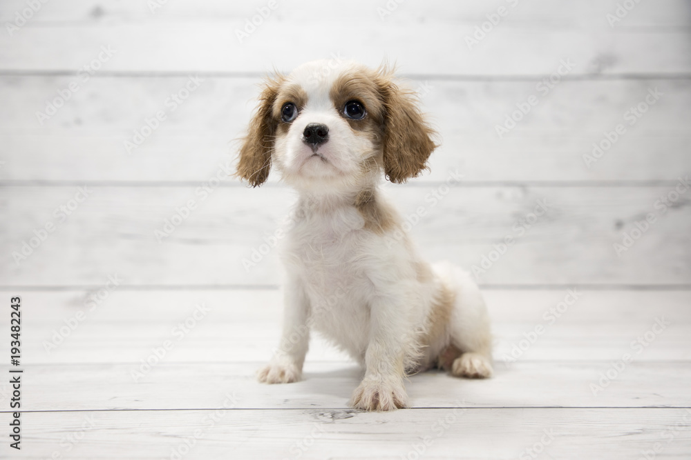 Cavalier King Charles Spaniel with white wood background 