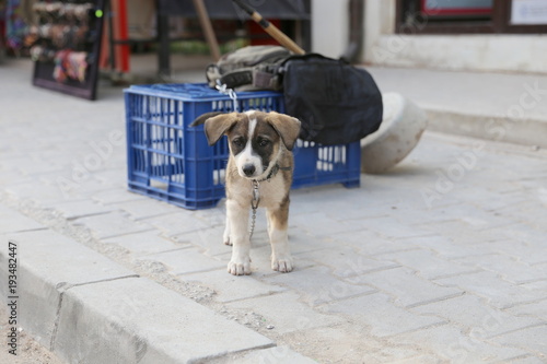 Fototapeta Naklejka Na Ścianę i Meble -  Little puppy dog own by homeless person waiting alone leashed on footway