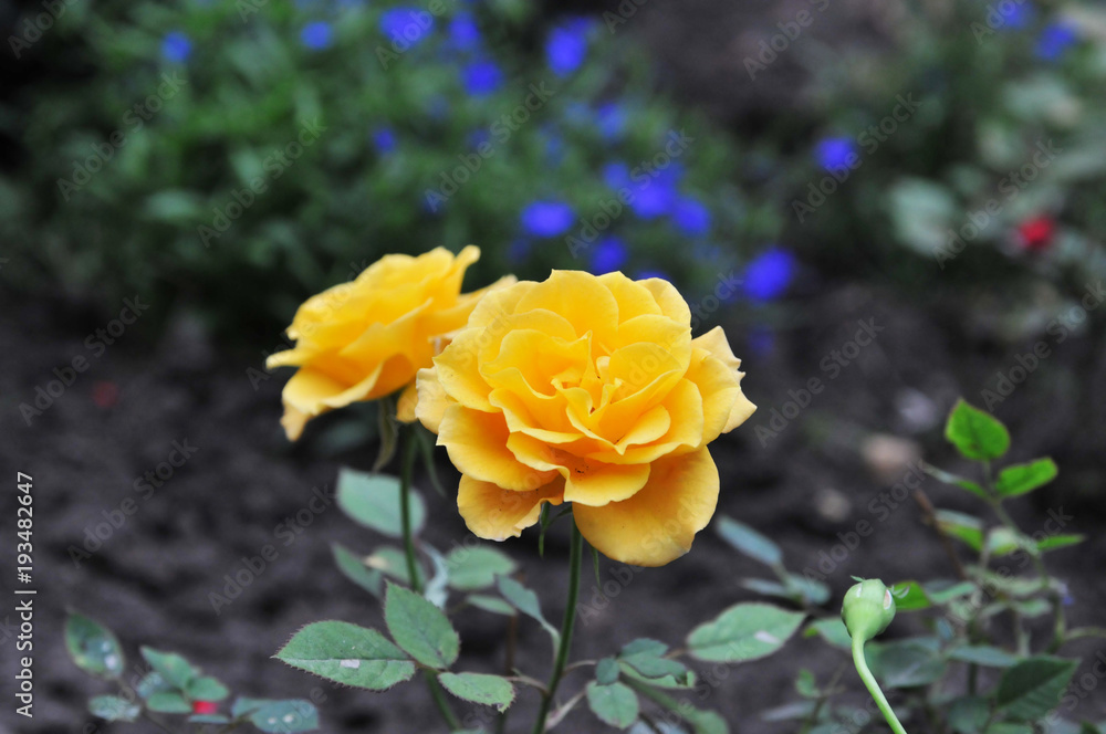 Yellow Roses Yellow Roses