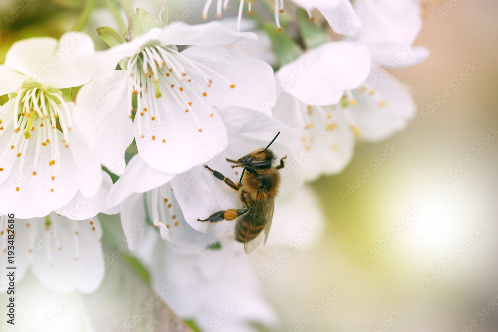 bee on a white flower on a tree. Bee picking pollen from apple flower.Bee on apple blossom. bee on a white flower on a tree. Bee picking pollen from apple flower.Bee on apple blossom.