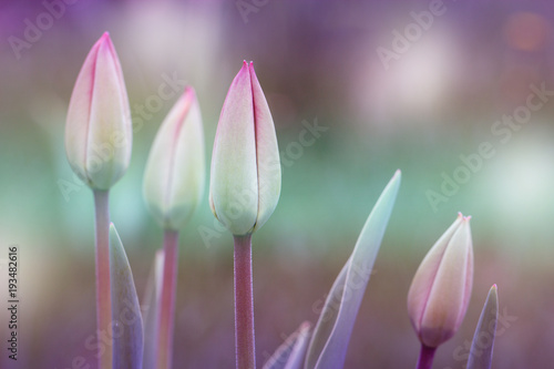 Tulips. Flower background. Flowers photo concept.