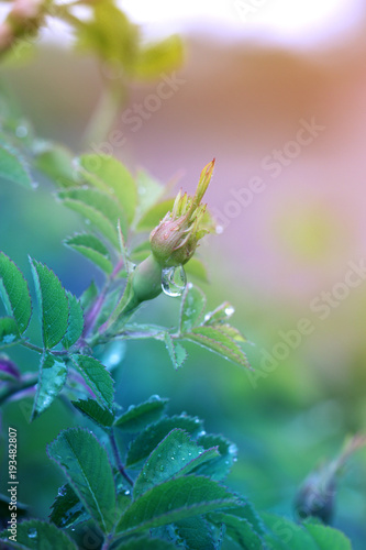 Rose flower closeup. Blossom rose with water drops of rain on green background.