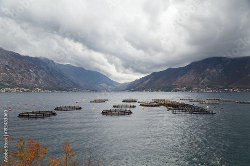 Oyster plantation in the Bay of Kator Bay. Montenegro. photo