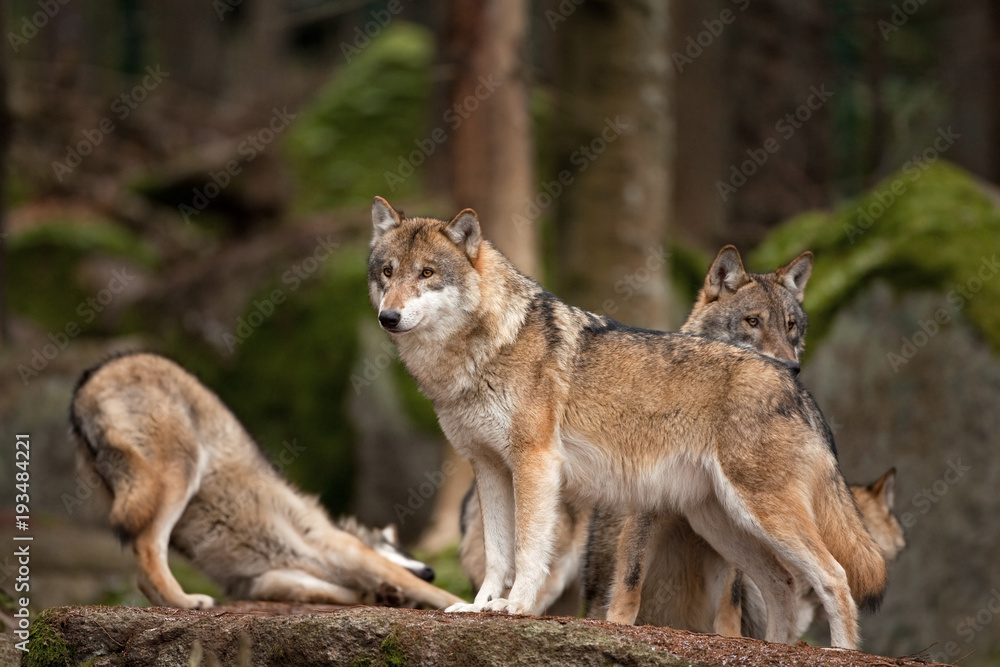 Fototapeta premium gray wolf, grey wolf, canis lupus