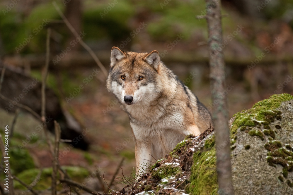 Fototapeta premium gray wolf, grey wolf, canis lupus