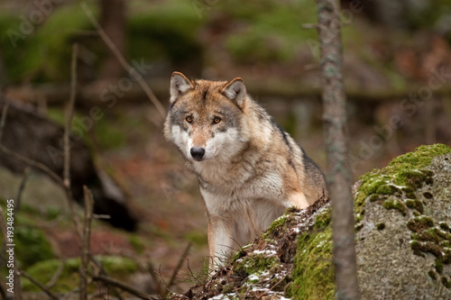 gray wolf  grey wolf  canis lupus