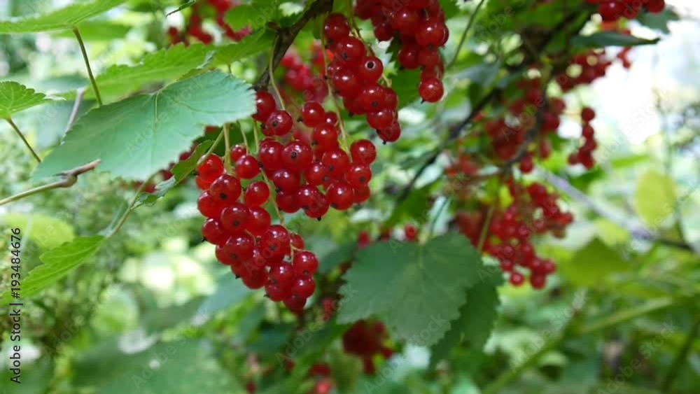 Red Ribes rubrum berries on the plant close-up HD footage - The redcurrant deciduous shrub fruit natural shallow video static camera Red Ribes rubrum berries on the plant close-up HD footage - The redcurrant deciduous shrub fruit natural shallow video static camera