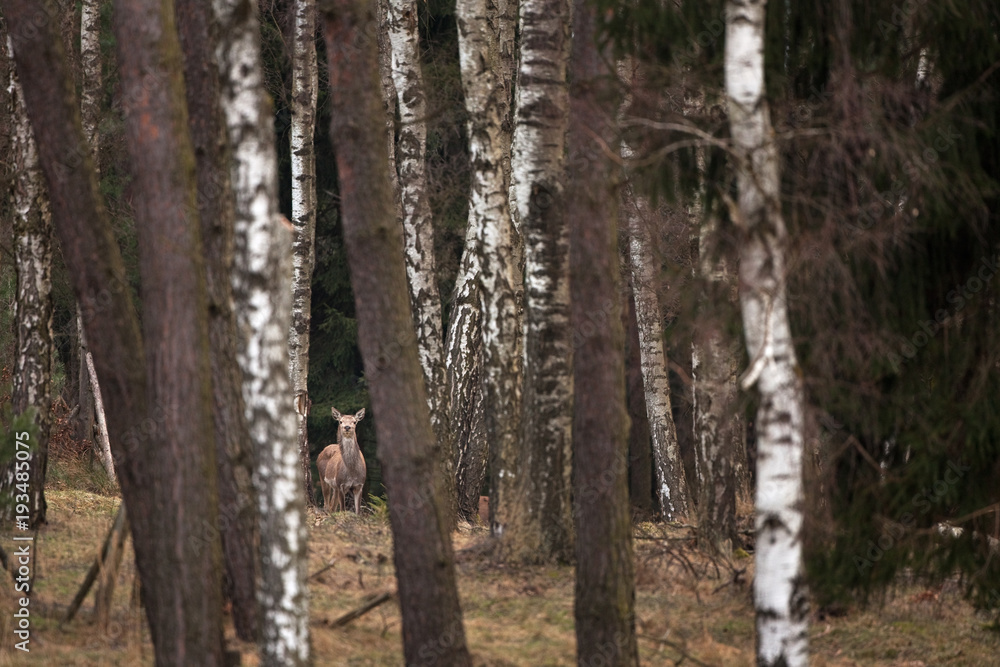 Obraz premium red deer, cervus elaphus, Czech republic