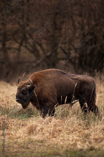 European bison  bison bonasus  Ralsko