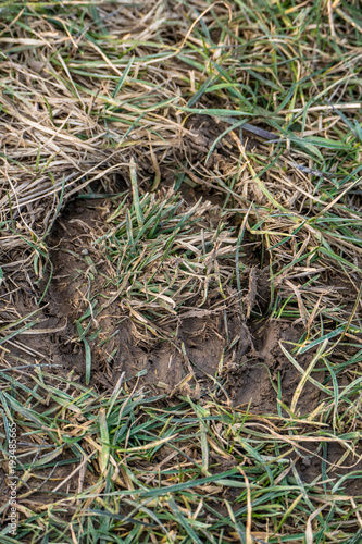 Hufeisen Abdruck im Gras