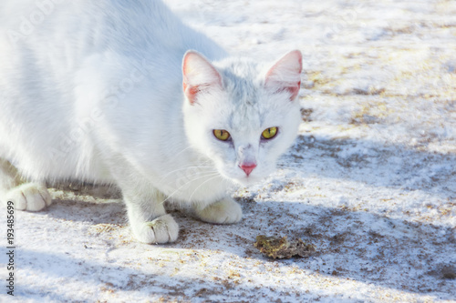 the street white cat is eating a cutlet. homeless, year-old cat in the winter, wants to eat.