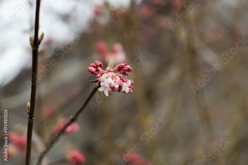 Spring tree flowering. Slovakia © Valeria