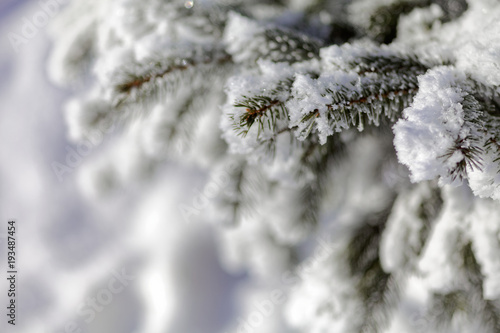 Close up of a spruce branches under the cap of snow.