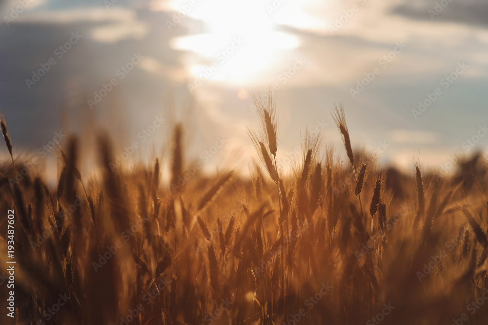 Rye spikes wheat on the field sunset agriculture Russian summer Ukrainian beautiful bread rye detailed Rye spikes wheat on the field sunset agriculture Russian summer Ukrainian beautiful bread rye detailed