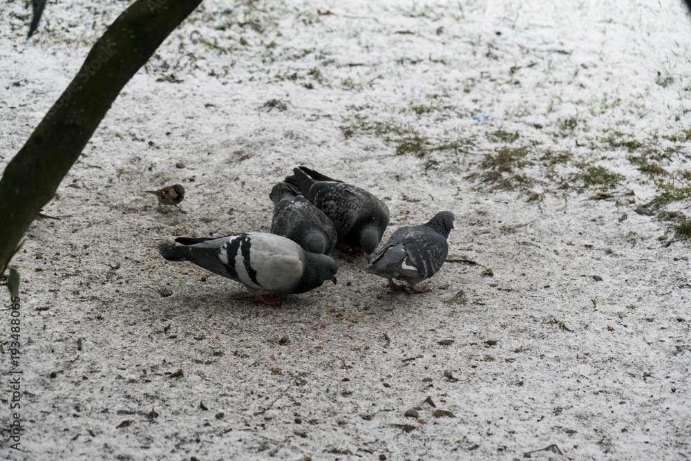 Fototapeta premium Pigeons and sparrows on the snow. Slovakia