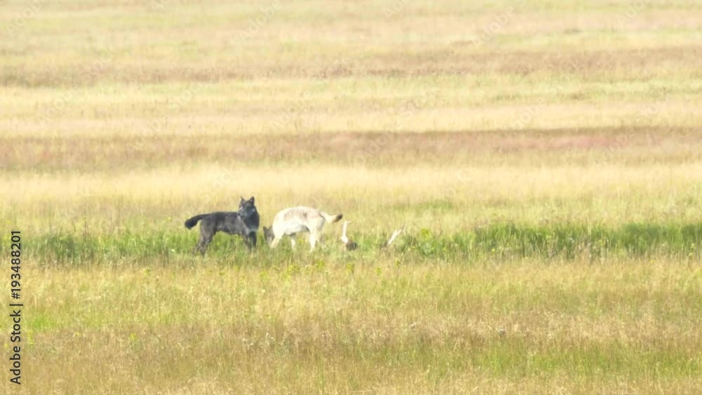mid summer shot of two wolves feeding on an elk carcass in yellowstone national park, usa mid summer shot of two wolves feeding on an elk carcass in yellowstone national park, usa