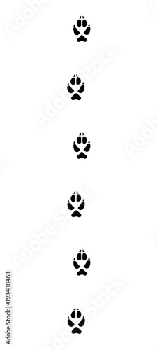 Fox tracks, running in a typical straight line - isolated black icon vector illustration on white background.