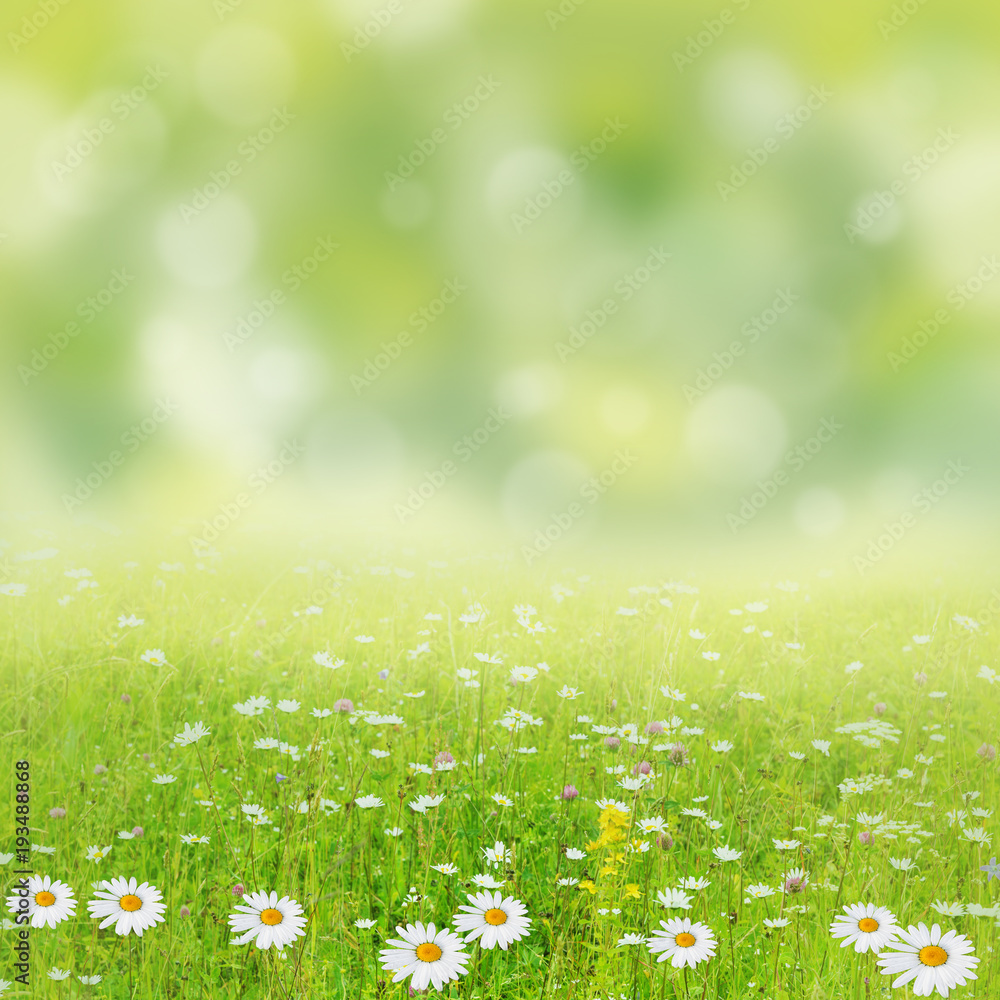Beautiful summer background. Meadow with a flower of camomiles. Beautiful summer background. Meadow with a flower of camomiles.