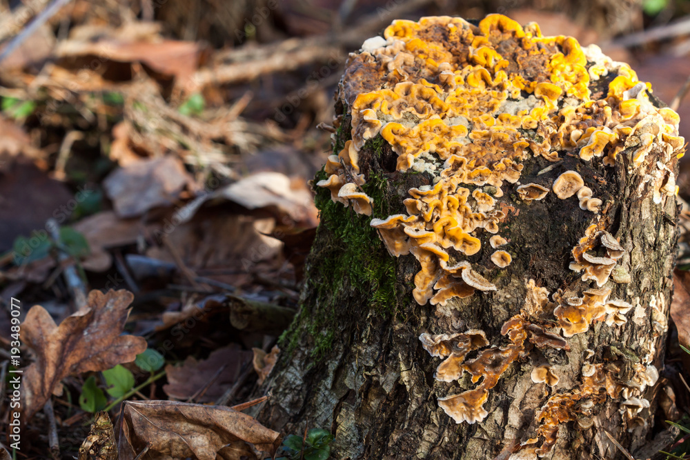 Stump with mushrooms in autumn forest Stump with mushrooms in autumn forest