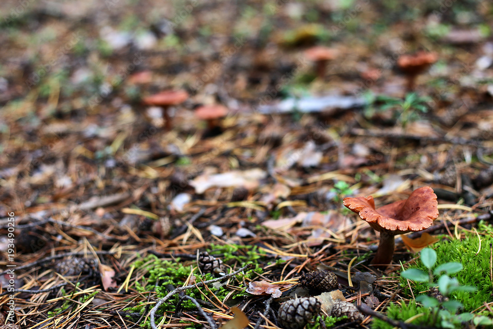 Lamellar mushroom in sunny forest Lamellar mushroom in sunny forest