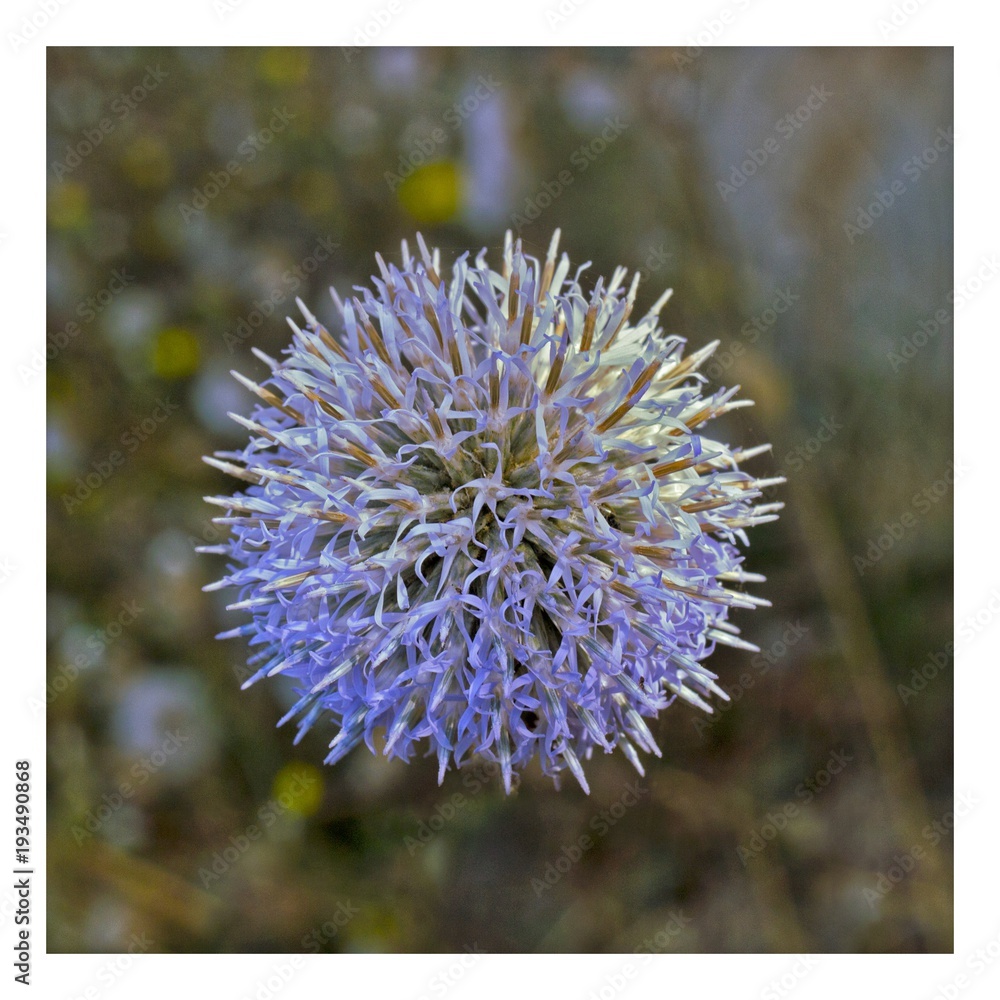 Fototapeta premium Violet flower