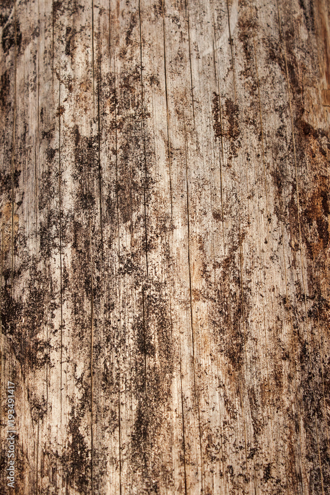 Dry tree texture background close up Dry tree texture background close up