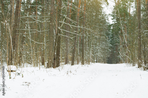 Beautiful winter woods. photo