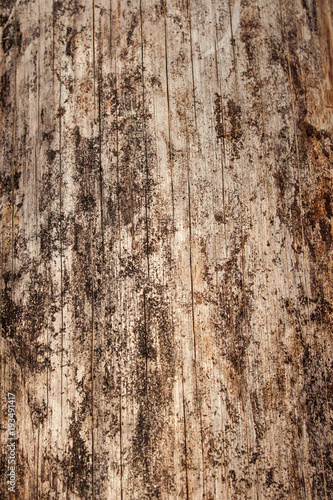 Dry tree texture background close up