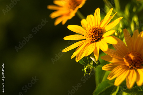 bouquet of bright yellow flowers Heliopsis helianthoides