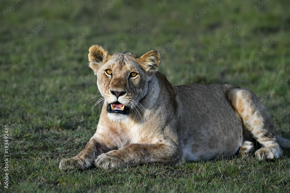 Obraz premium Lion