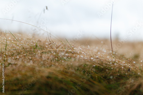 Drops of dew on the dried grass. bokeh. closeup. background.