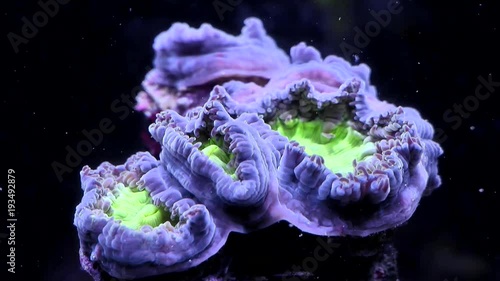 Blastomussa wellsi- Zeitraffer