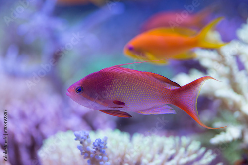 Pseudanthias nobilis Fahnenbarsch