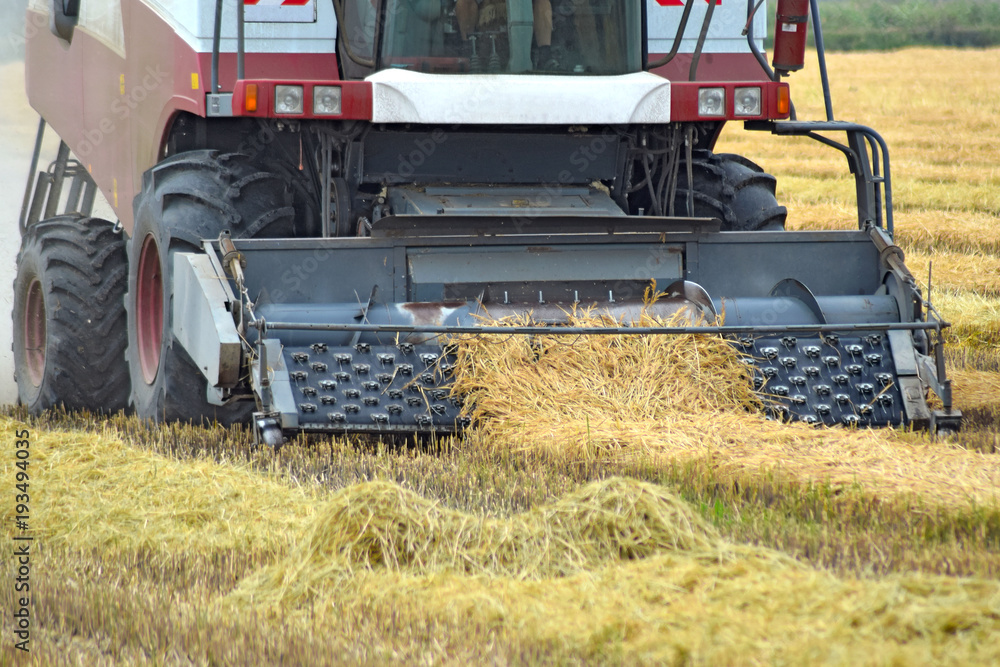 Fototapeta premium Collection sloping rice threshing. Agricultural machinery harvest on the field. Kombain collector.