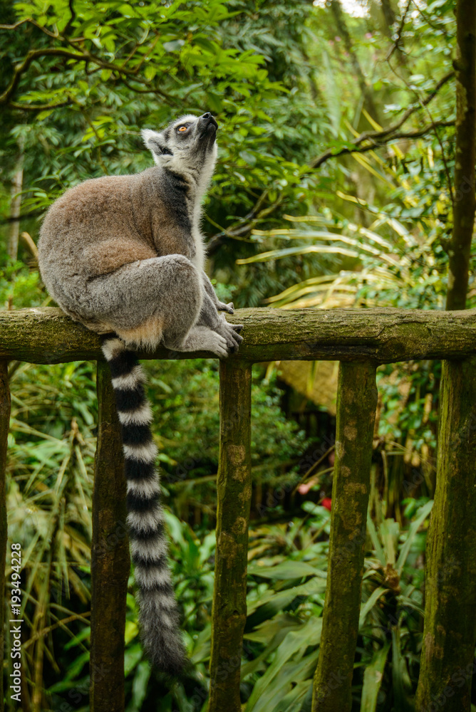 Obraz premium Ring-tailed Lemur (Lemur catta)
