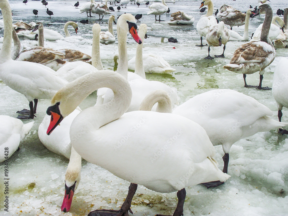 Naklejka premium Frozen Danube in Novi Sad and a lot of swans