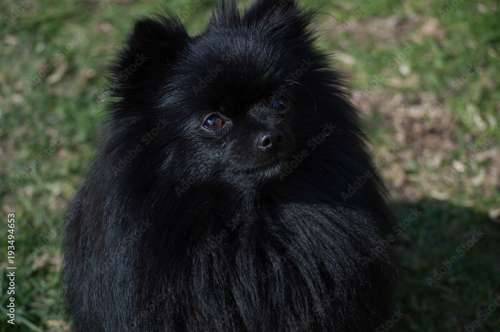 perro negro pomerania