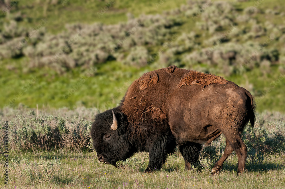 Bison Bison