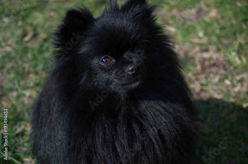 Fotografia perro negro pomerania