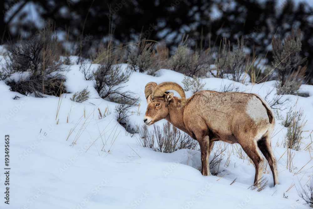 Naklejka premium Bighorn