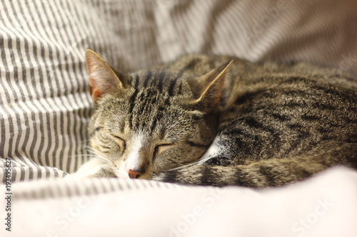 Beautiful cat life