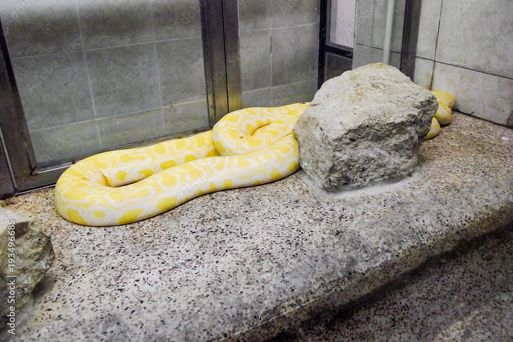 Naklejka premium Burmese Yellow Python